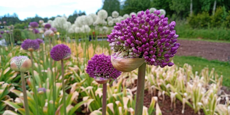 Allium 'Ambassador'